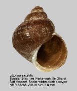 Littorina saxatilis (31)
